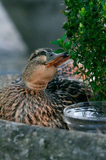 Drinking Duck