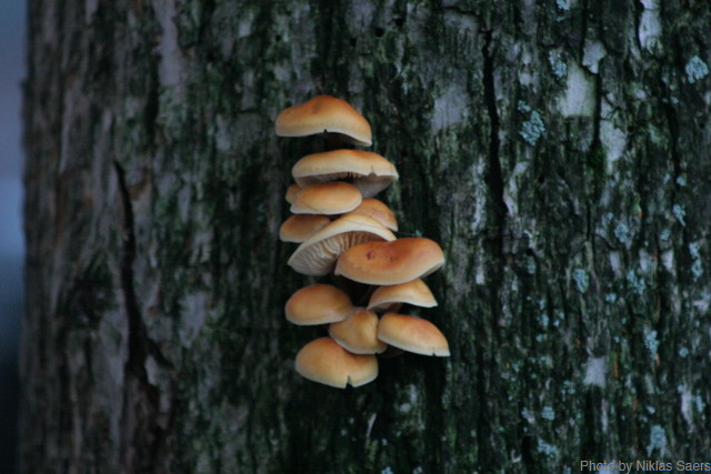 Mushrooms