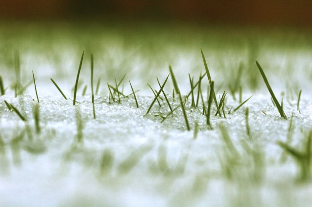 Snowgrass